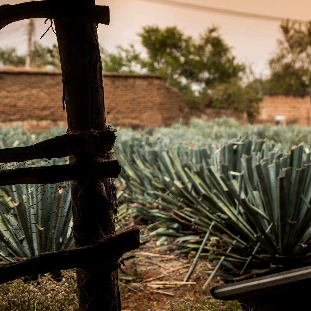 agave agave